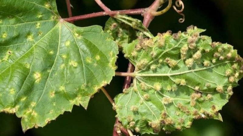 Виноградниками на Прикарпатті поширюється новий карантинний шкідник