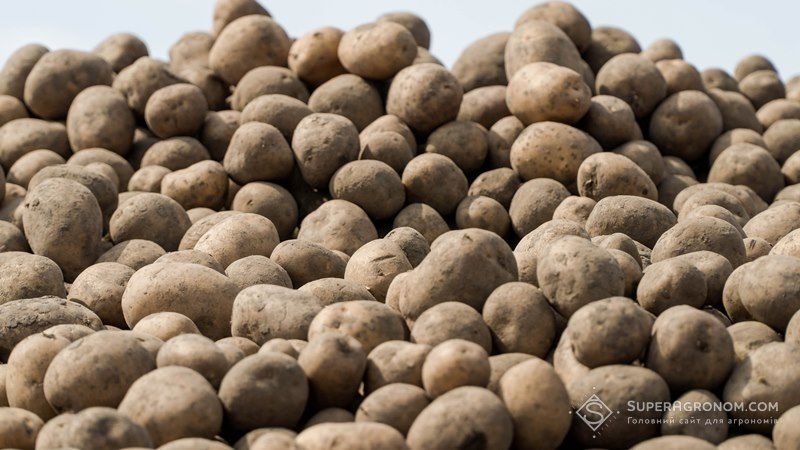 Україну очікує хороший врожай картоплі — прогноз