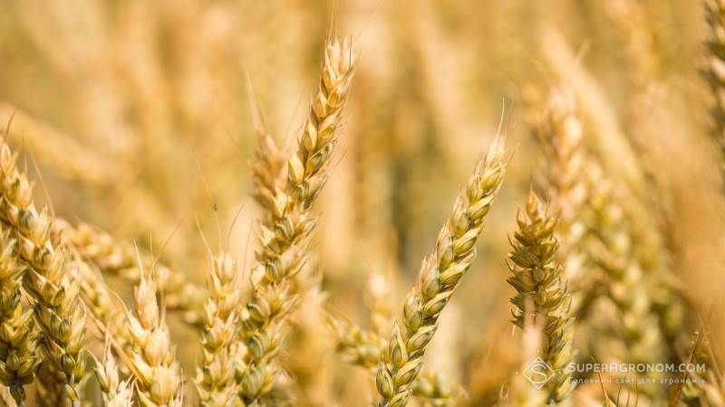 Аграрії поділились досвідом вирощування ярих зернових за врожайності 10 т/га
