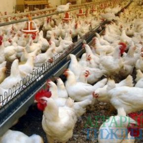 Увеличение экспорта мяса птицы уменьшает его предложение на украинском рынке Увеличение экспорта мяса птицы уменьшает его предложение на украинском рынке