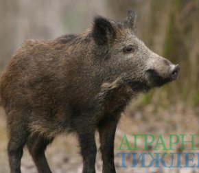 В Украине среди дикой фауны зафиксирован первый случай АЧС В Украине среди дикой фауны зафиксирован первый случай АЧС