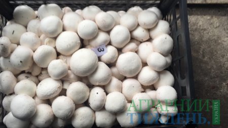 Для українських виробників грибів  відкриваються широкі можливості з розвитку бізнесу