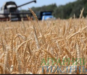 Аграриями уже намолочено 69,3 млн тонн нового урожая-2018 Аграриями уже намолочено 69,3 млн тонн нового урожая-2018