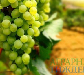 Качество винодельческой продукции в Украине может существенно ухудшиться Качество винодельческой продукции в Украине может существенно ухудшиться
