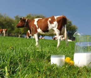 Итоги года: В Украине увеличилась продуктивность коров и производство молока экстра и высшего сортов Итоги года: В Украине увеличилась продуктивность коров и производство молока экстра и высшего сортов