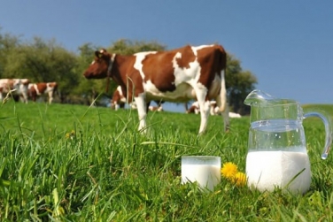 Підсумки року: В Україні збільшилась продуктивність корів та виробництво молока екстра і вищого ґатунків