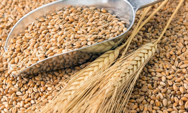 Скасування критичних для зернової галузі ГОСТів перенесено на 2-3 роки