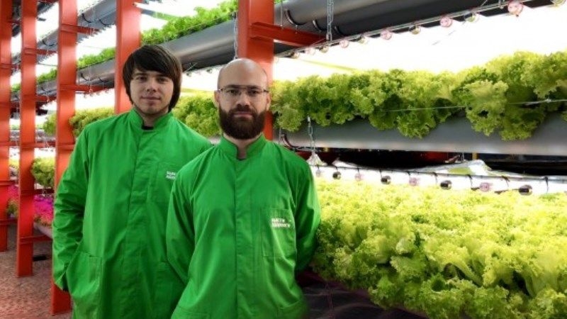 Вертикальна ферма на Київщині продукує до 150 врожаїв зелені на рік