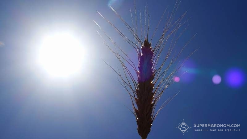 Зміна клімату призвела до скорочення світових врожаїв пшениці на 0,9% — вчені