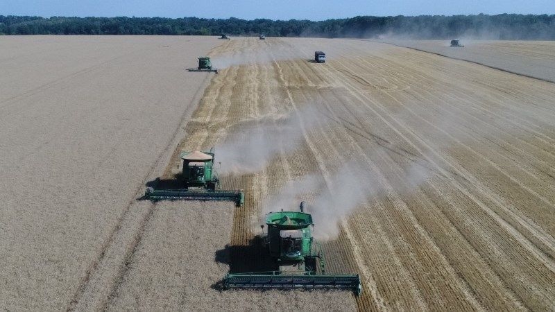 Ukrlandfarming звітує про високу якість зібраного врожаю пшениці