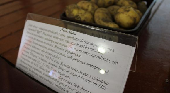 На Волині презентували нові сорти картоплі