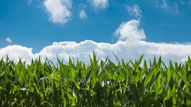 У 2020 році BASF виводить на ринок України два нових препарати для зернових
