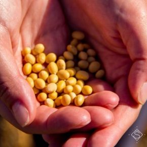 Обзор закупочных цен на сельскохозяйственную продукцию в период с 29 июля по 2 августа Обзор закупочных цен на сельскохозяйственную продукцию в период с 29 июля по 2 августа
