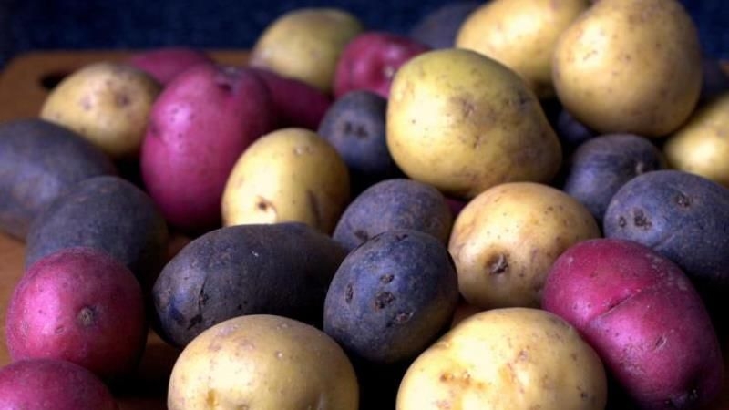 Фахівець розповіла про особливості вирощування та селекції кольорової картоплі