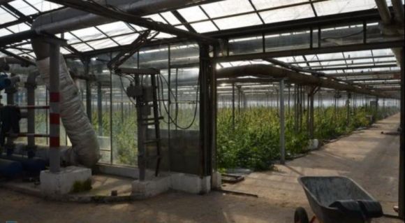 СБУ викрила підпільну теплицю з промислового вирощування марихуани вартістю 50 млн євро