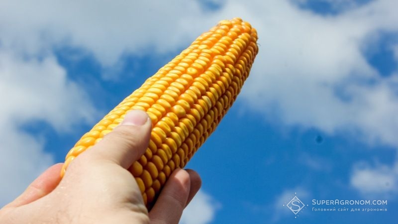 Україна входить до ТОП-5 країн Європи за площами насінницьких посівів кукурудзи