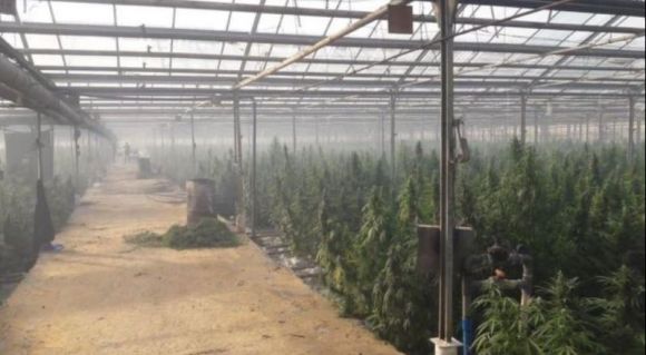 СБУ викрила підпільну теплицю з промислового вирощування марихуани вартістю 50 млн євро