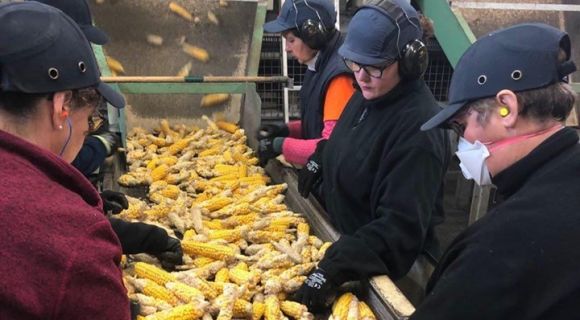 Французький фермер розповів про переваги вирощування кукурудзи під плівкою