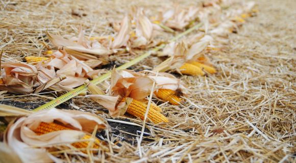 Аграріям Сумщини продемонстрували, як можна покращити результати вирощування кукурудзи