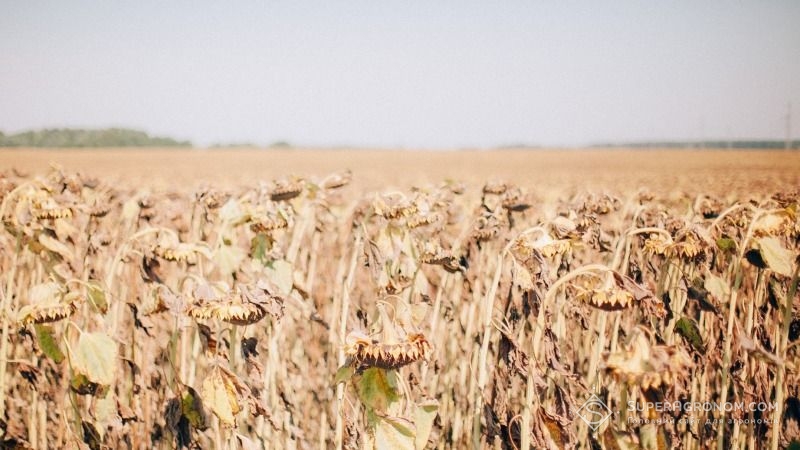 Через посуху аграрії півдня України втратили 20% врожаю — думка