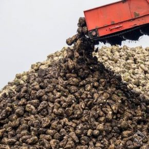 В Украине собрано четверть урожая сахарной свеклы В Украине собрано четверть урожая сахарной свеклы