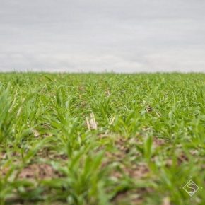 Аграриям рассказали, как защитить озимые от опасных болезней осенью Аграриям рассказали, как защитить озимые от опасных болезней осенью