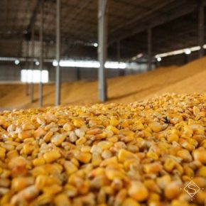 Названы области-лидеры по валовому сбору кукурузы в Украине Названы области-лидеры по валовому сбору кукурузы в Украине