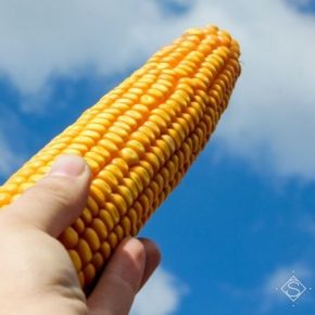 С полей собрано треть урожая кукурузы С полей собрано треть урожая кукурузы
