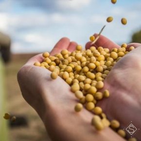 В Украине снизились закупочные цены на сою и подсолнечник В Украине снизились закупочные цены на сою и подсолнечник