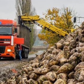 С полей собрано половину урожая сахарной свеклы С полей собрано половину урожая сахарной свеклы