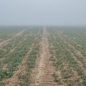 Украинские производители обеспокоены состоянием зерновых через засушливые условия Украинские производители обеспокоены состоянием зерновых через засушливые условия