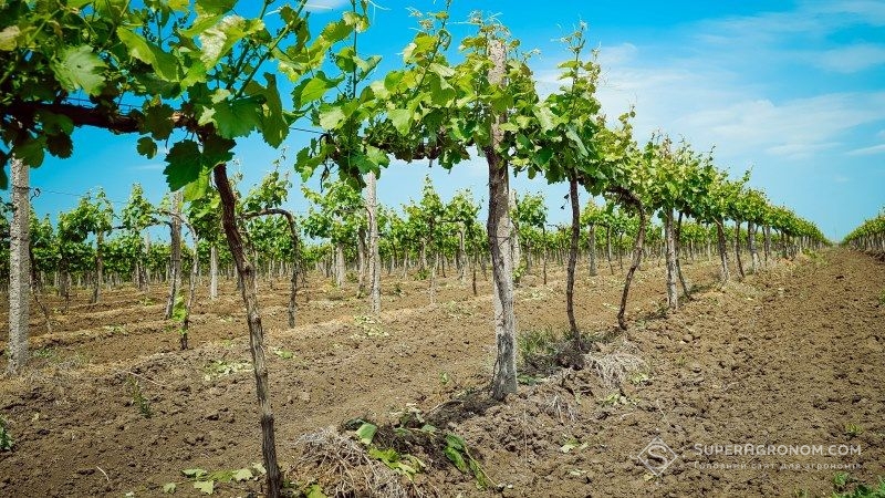 В Україні масово викорчовують виноградники