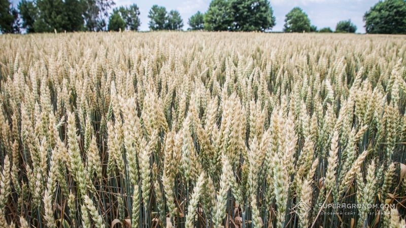 Визначено ефективну дозу підживлення пшениці бором для східного Степу