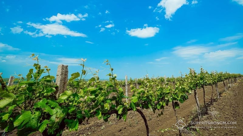 Винороби півдня України скаржаться на втрати врожаю через посуху