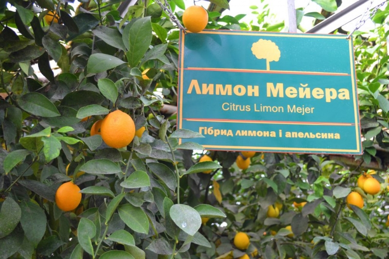 У теплицях на Черкащині вирощують лимони Мейєра