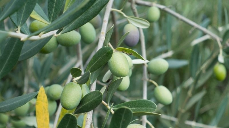 Крим планують засадити оливковими деревами