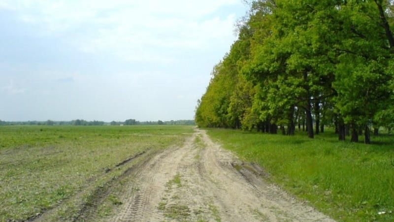 Для відновлення родючості ґрунтів на Херсонщині висадять лісосмуги