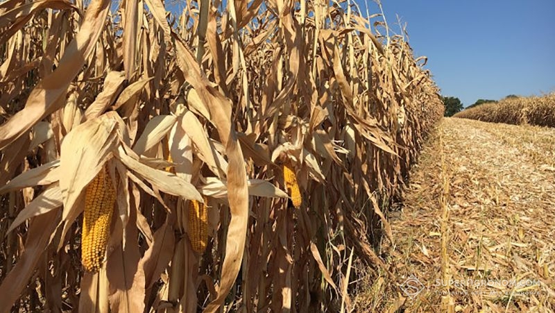 У 4 областях приріст площ під кукурудзою за останні 10 сезонів перевищив 200 тис. га