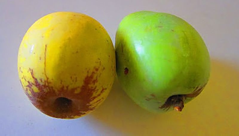 Старі сорти фруктів знову стають вигідними для виробництва, — іспанський експерт