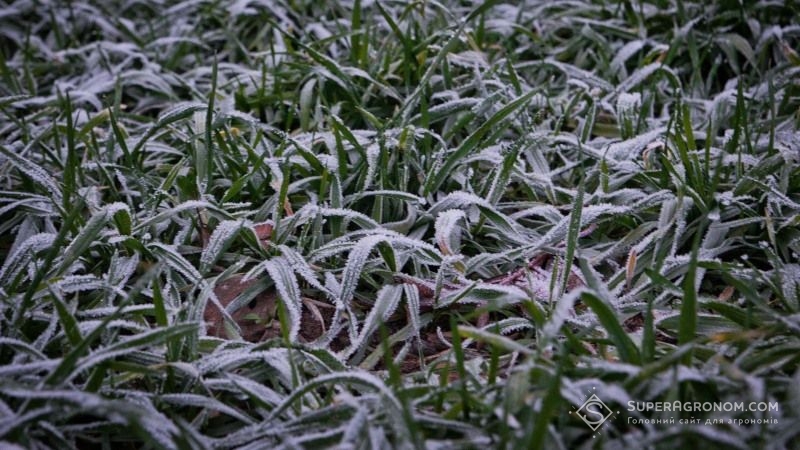 Раптові морози загрожують врожаям пшениці на Харківщині