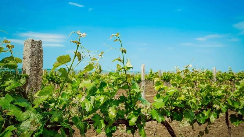 Виноробна галузь України ризикує зникнути у найближчі роки — думка