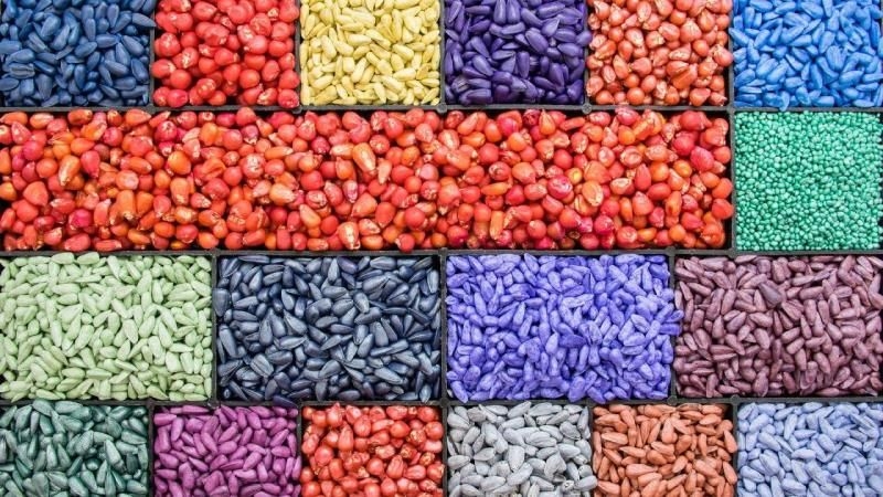 Аграріям розповіли про важливість передпосівної перевірки протруєного насіння