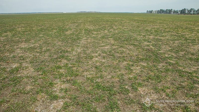 Польські аграрії стурбовані поширенням хвороб на посівах озимих та дефіцитом вологи