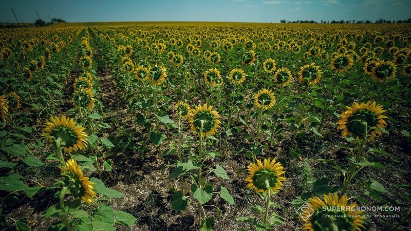 Більшість соняшнику в Україні вирощується з порушенням сівозміни