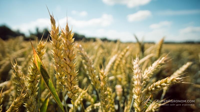 З початку року в Україні зросло сільгоспвиробництво