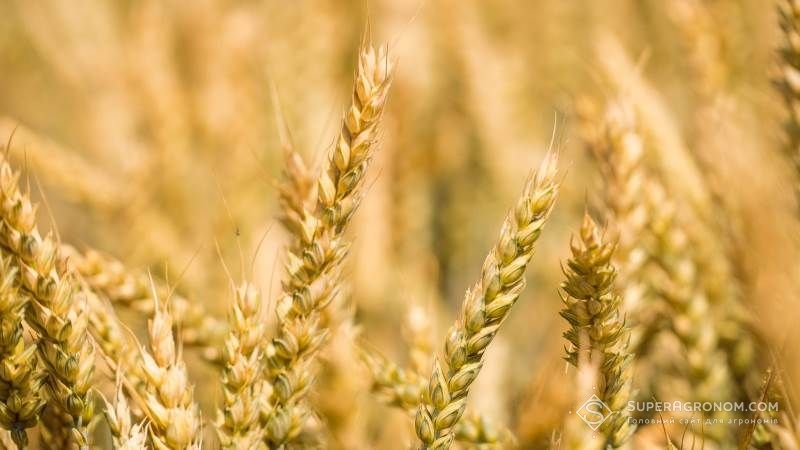 Спека у червні може вплинути на зниження виробництва зерна в Чорноморському регіоні
