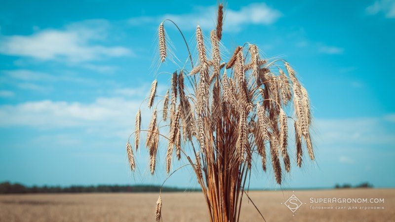 Врожаї у східних та центральних областях дозволять компенсувати недобір зерна на півдні країни — думка