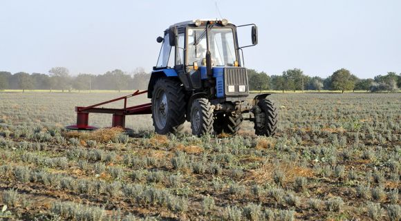 З полів на півдні України зібрали врожай лаванди
