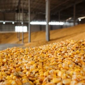 Прогноз производства кукурузы в Украине увеличена — USDA Прогноз производства кукурузы в Украине увеличена — USDA