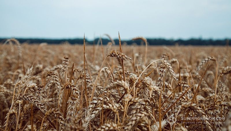 На ще не зібраних площах зернових культур дохарчовуються шкідливі хлібні клопи — НААНУ